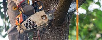 Best Fruit Tree Pruning  in Hayward, WI