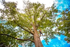 Tree and Shrub Care in Hayward, WI